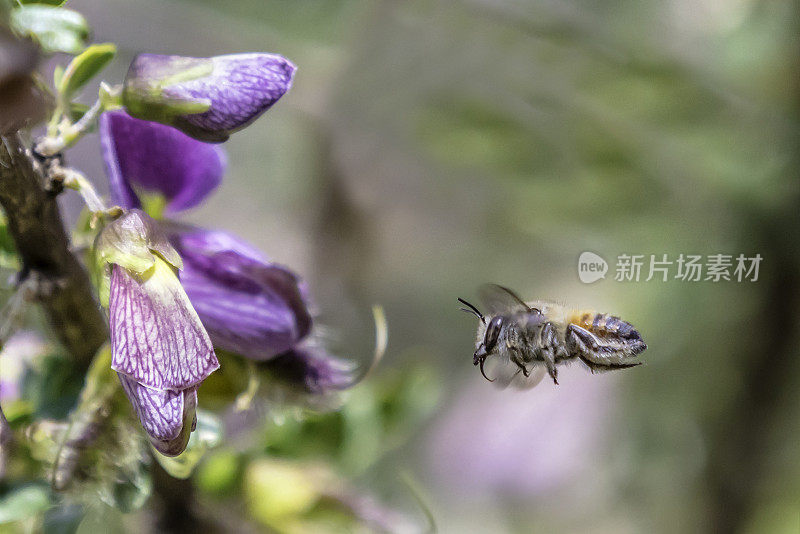 蜜蜂飞向毛毛虫(Ormocarpum trichocarpum)